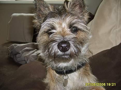 Cairn terrier Oscar billede 14