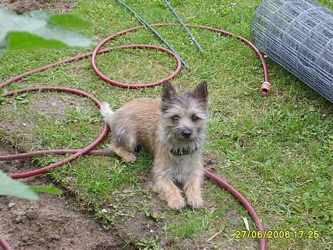 Cairn terrier Oscar billede 15