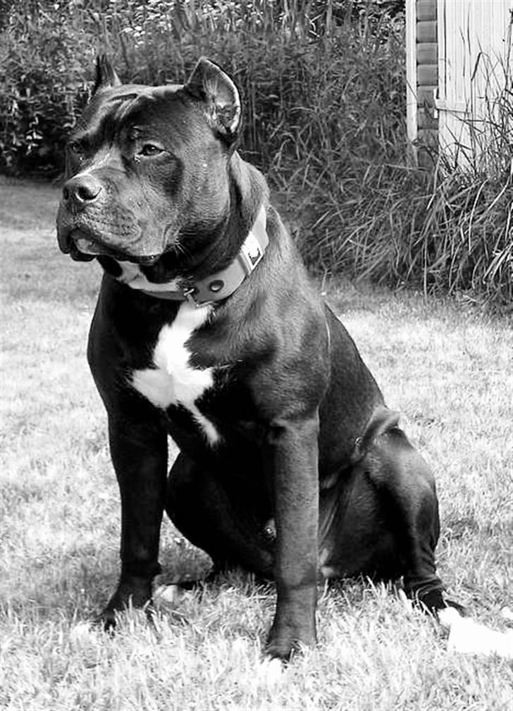 Amerikansk staffordshire terrier Pain - 8 mdr gammel billede 1