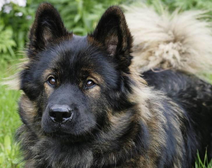 Eurasier Ankerstjernes C-Anouk - 6 måneder billede 1