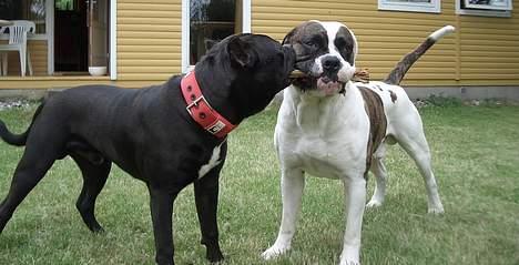 Amerikansk staffordshire terrier Pain - Pain sammen med Herman billede 2