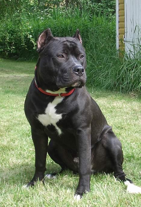 Amerikansk staffordshire terrier Pain billede 3