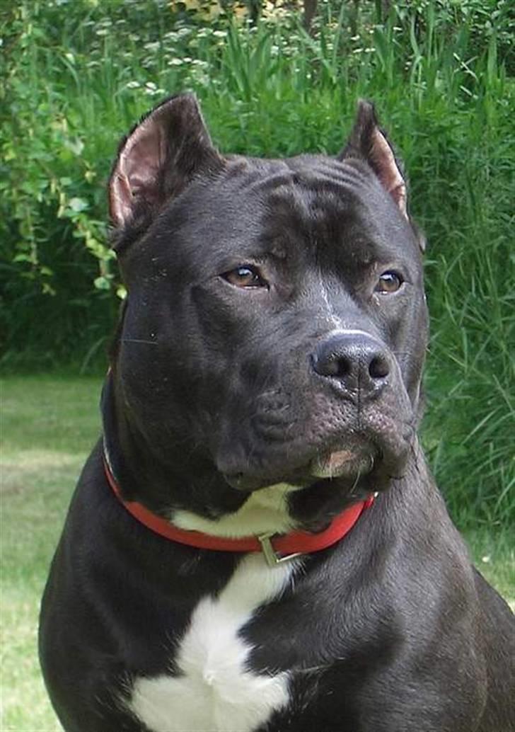 Amerikansk staffordshire terrier Pain billede 4