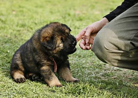 Eurasier Ankerstjernes C-Anouk - 5 uger billede 2