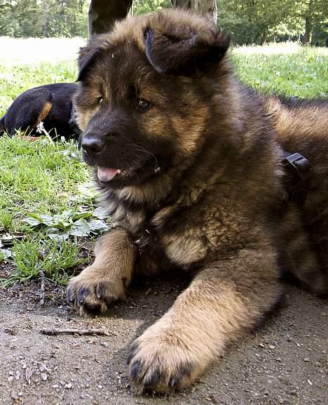 Eurasier Ankerstjernes C-Anouk - 9 uger billede 3