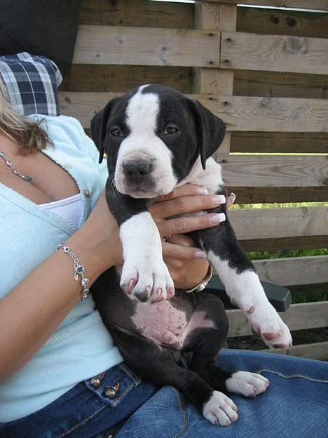 Amerikansk staffordshire terrier Vito Corleone billede 1