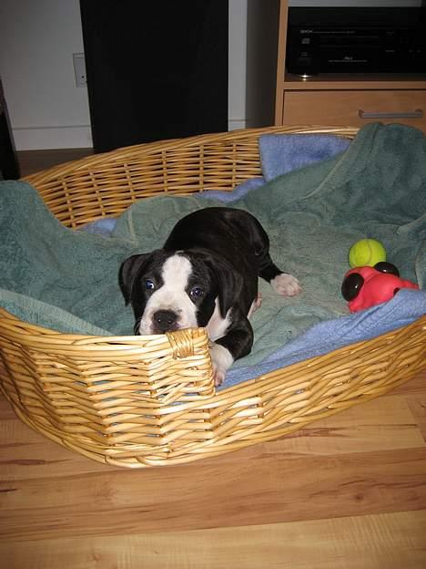 Amerikansk staffordshire terrier Vito Corleone billede 2