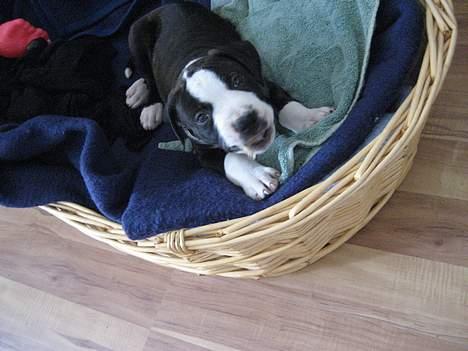 Amerikansk staffordshire terrier Vito Corleone billede 4