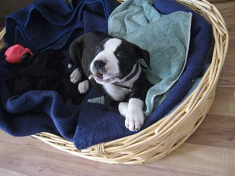 Amerikansk staffordshire terrier Vito Corleone billede 5