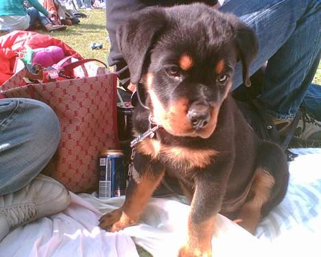 Rottweiler Samson - nej... det er altså ikke min øl denne her billede 6