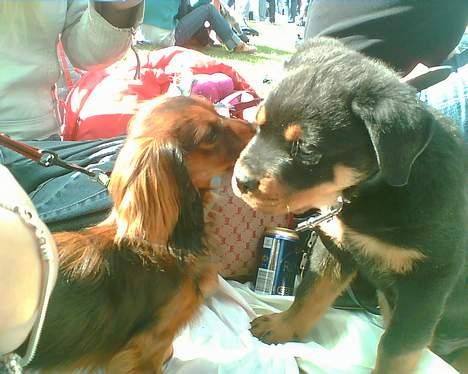 Rottweiler Samson - det er min lille lege kammerart.. hun er bare så sød billede 7