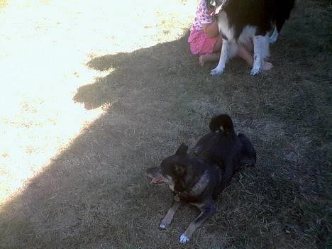 Blanding af racer Lady R.I.P - slapper af i skyggen :)<3 billede 1