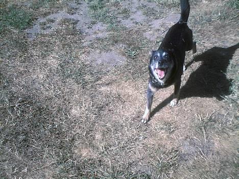 Blanding af racer Lady R.I.P - skøre lille hund altså :´) billede 2