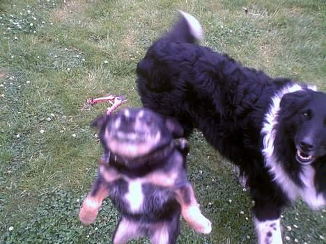 Blanding af racer Lady R.I.P billede 3