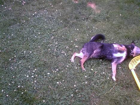 Blanding af racer Lady R.I.P - den skøre <´3 billede 5