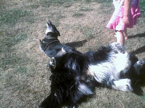 Blanding af racer Lady R.I.P - bamse og lady fjoller :) <3 billede 6