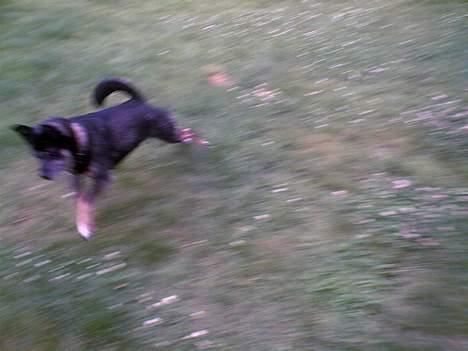 Blanding af racer Lady R.I.P - den skøre lille hund <´3 billede 7