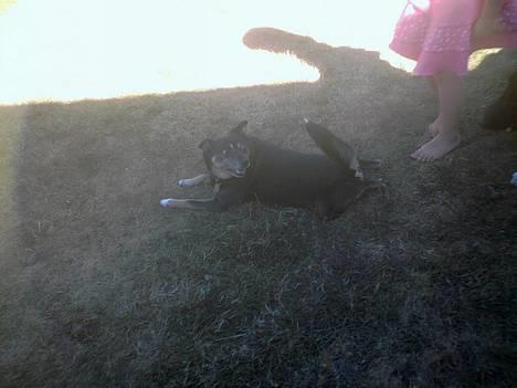 Blanding af racer Lady R.I.P - den skøre :) billede 8