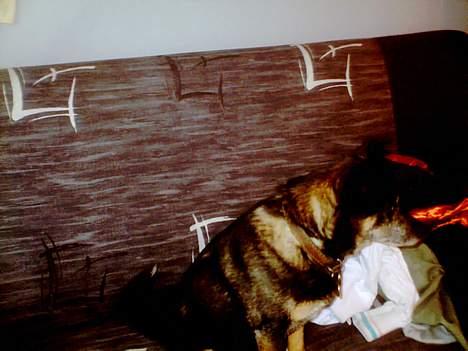 Blanding af racer Lady R.I.P billede 10