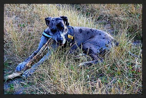 Grand danois Guffi - Fandt lige en pind!! billede 10