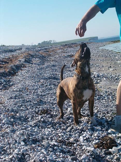 Amerikansk bulldog Luka billede 1