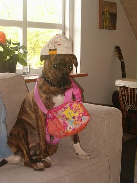 Amerikansk bulldog Luka billede 2