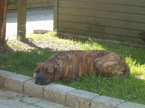 Amerikansk bulldog Luka billede 3