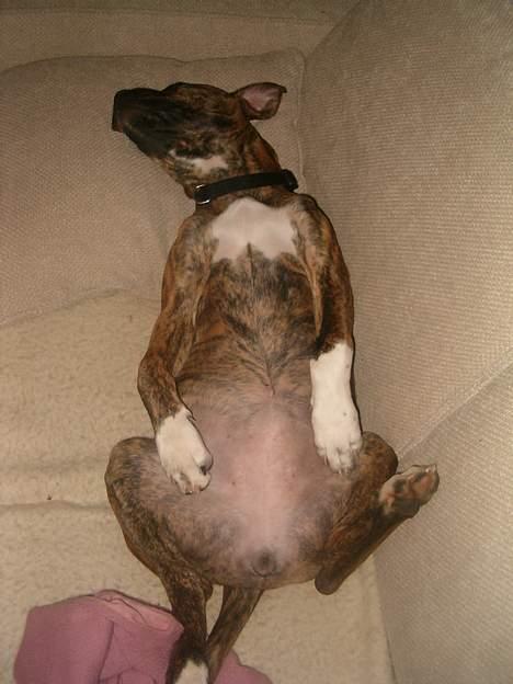 Amerikansk bulldog Luka billede 4