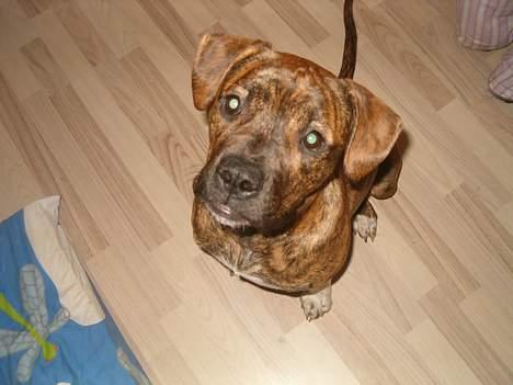 Amerikansk bulldog Luka billede 5