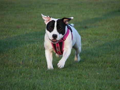 Staffordshire bull terrier Himmelhunden DKCH  Lilo - *Nyt* Her kommer jeg.... billede 10