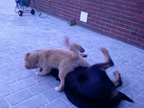 Islandsk fårehund Mysla (udtales "Misla") - Se kan også klare en stor Rotweiler :-) billede 10