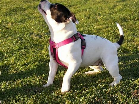 Staffordshire bull terrier Himmelhunden DKCH  Lilo - *Nyt* - Vent - er der noget i den hånd ?? Lad mig lige se... billede 11