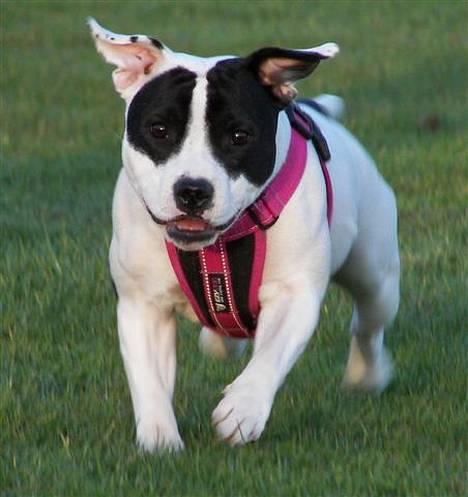 Staffordshire bull terrier Himmelhunden DKCH  Lilo - *Nyt* billede 12