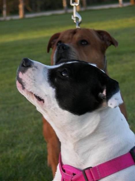 Staffordshire bull terrier Himmelhunden DKCH  Lilo - *NYT*  Mig og min smukke far billede 13