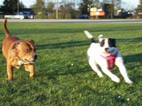 Staffordshire bull terrier Himmelhunden DKCH  Lilo - *NYT*  Vild leg med far billede 14