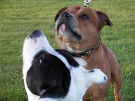 Staffordshire bull terrier Himmelhunden DKCH  Lilo - *NYT* Smukke far bliver fotograferet, jeg ville også være med billede 15