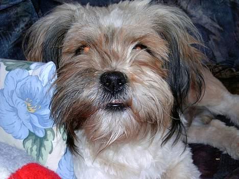 Lhasa apso kascha billede 6