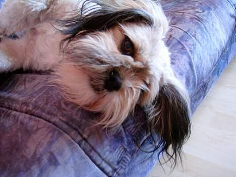 Lhasa apso kascha billede 7