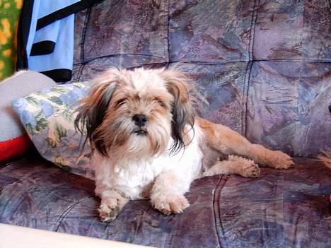 Lhasa apso kascha billede 8