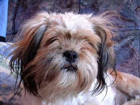 Lhasa apso kascha billede 9