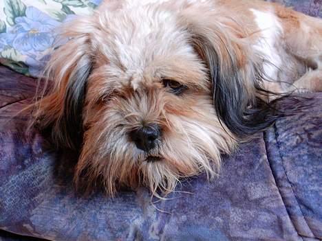 Lhasa apso kascha - puha det har været en hård dag.. billede 10
