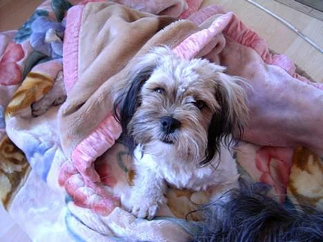 Lhasa apso kascha - her putter jeg lige lidt i tæppet billede 11