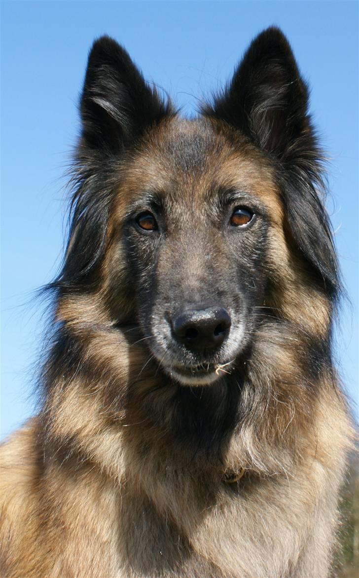 Tervueren Chacami Dess * Himmelhund - April 2009 billede 1