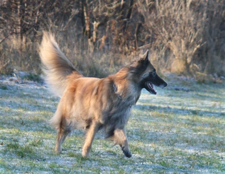 Tervueren Chacami Dess * Himmelhund - Dess som vi kender hende bedst.. I bevægelse, opmærksom og med løftet hale billede 2