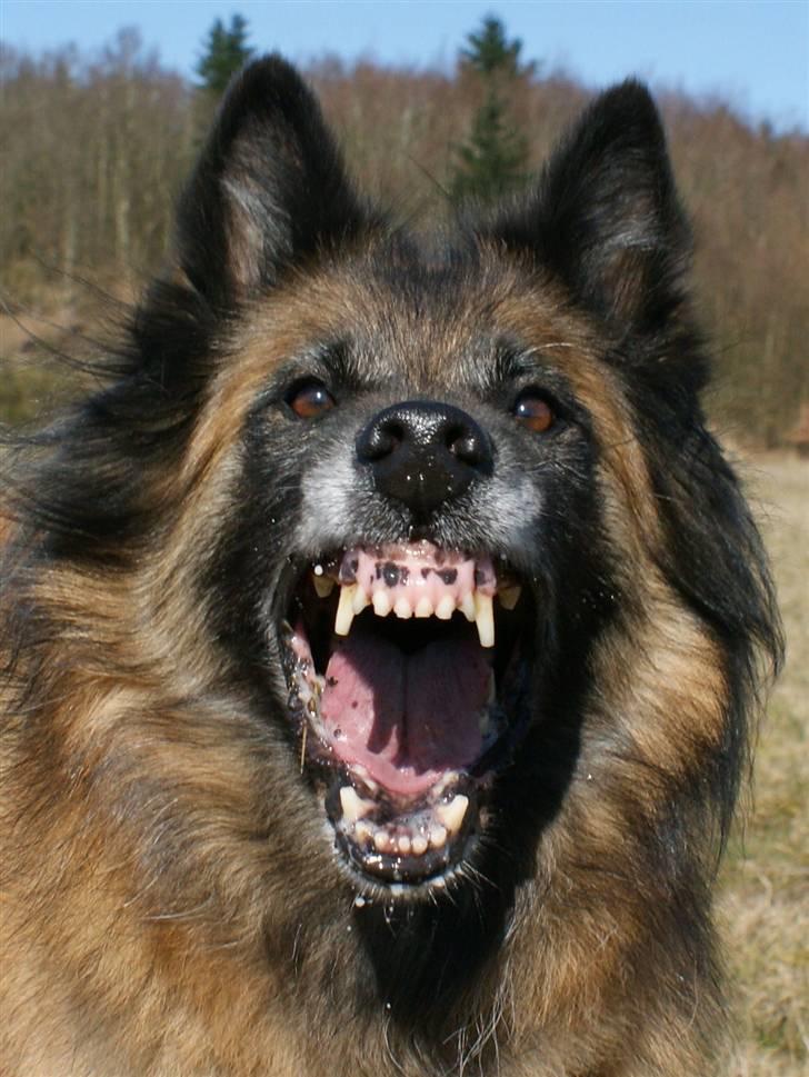 Tervueren Chacami Dess * Himmelhund - Det er MIG, der bestemmer billede 3