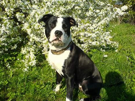 Blanding af racer Samson billede 15