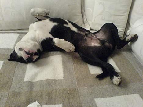 Blanding af racer Samson billede 17