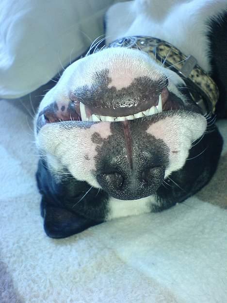 Blanding af racer Samson billede 19