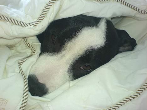 Blanding af racer Samson billede 20