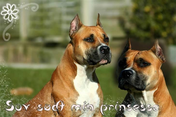 Amerikansk staffordshire terrier Freja + Aflivet + - R.I.P Freja <3       billede 1